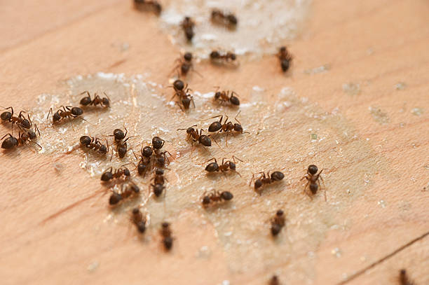 Best Spider Control Near Me  in Hobart, WI